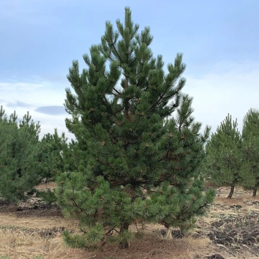 Сосна черная Pinus nigra