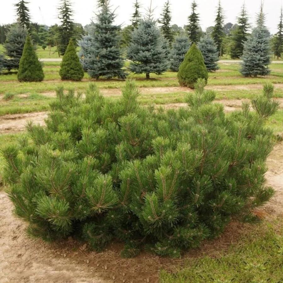 Сосна горная ф. мугус Pinus mugo var. mughus