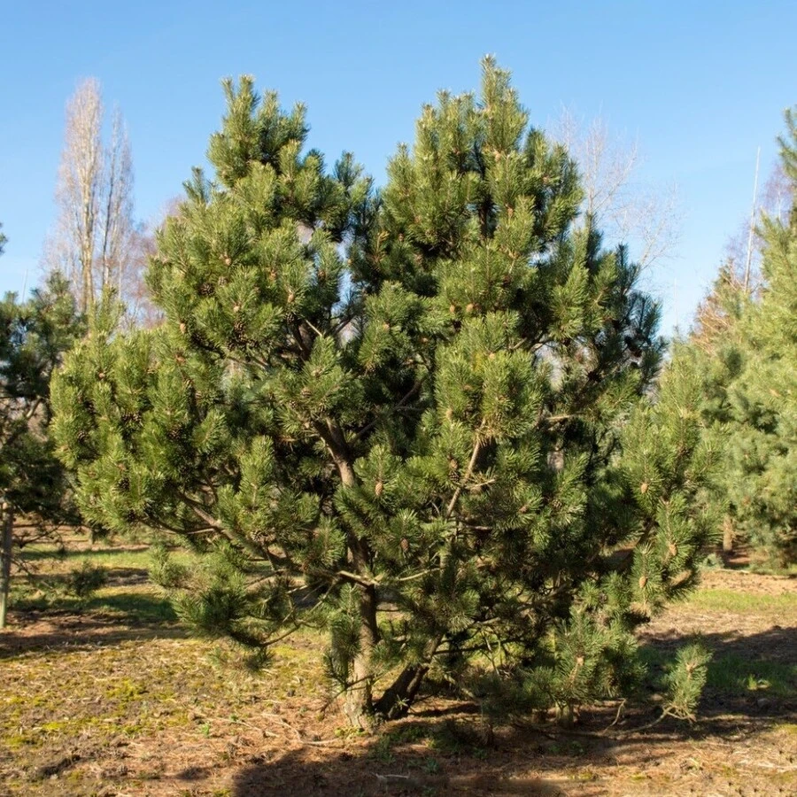 Сосна горная Pinus mugo