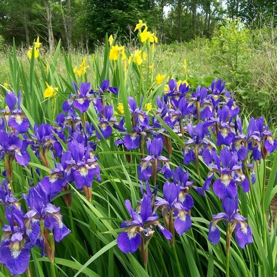 Ирис сибирский "Блю Кинг" Iris sibirica "Blue King"