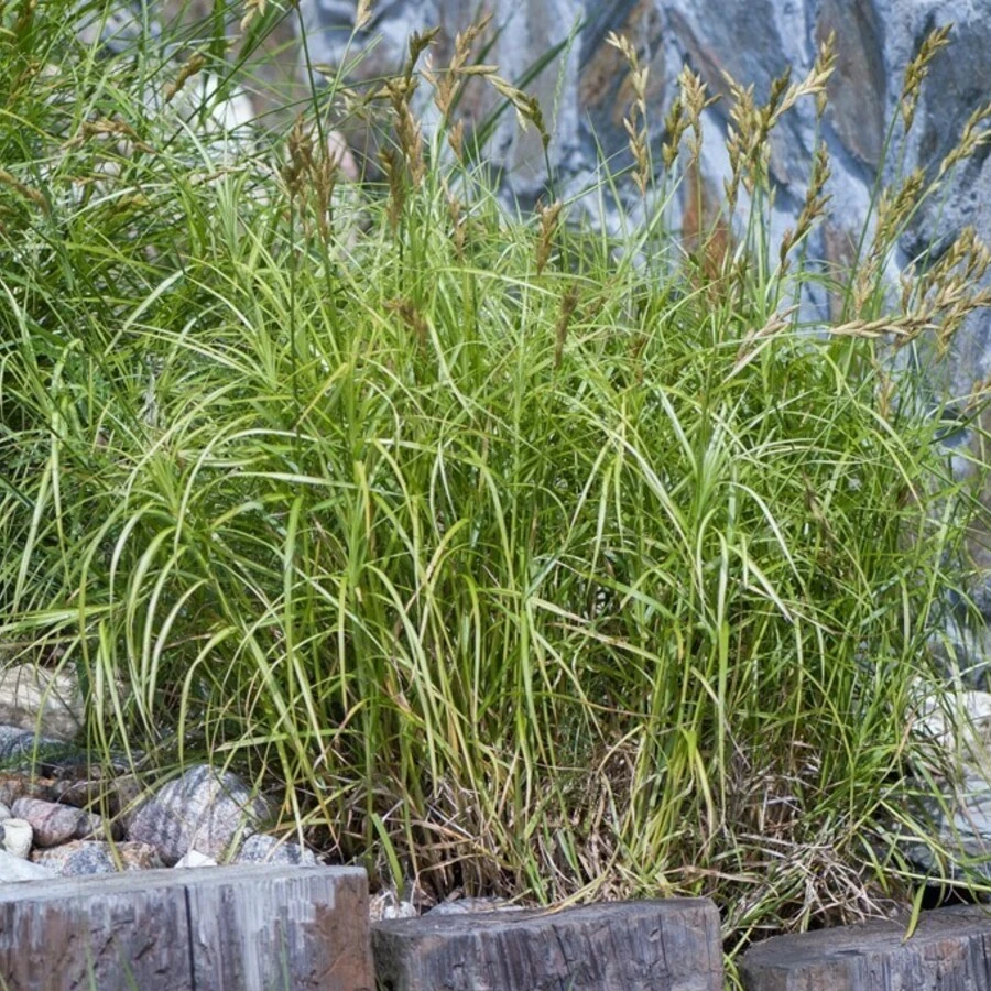 Осока пальмолистная Carex muskingumensis