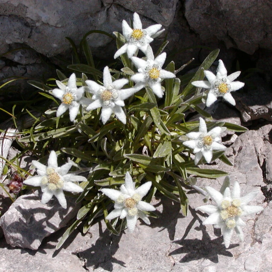 Эдельвейс альпийский Leontopodium alpinum