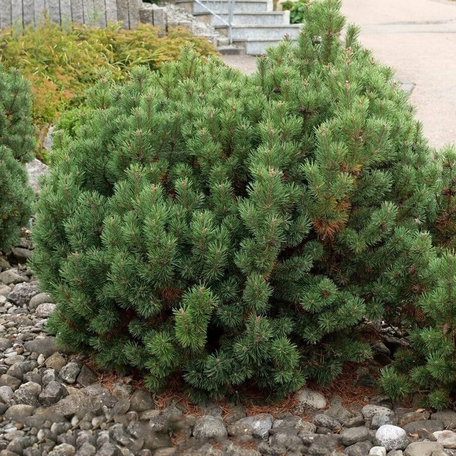 Сосна горная ф. пумилио Pinus mugo var. pumilio