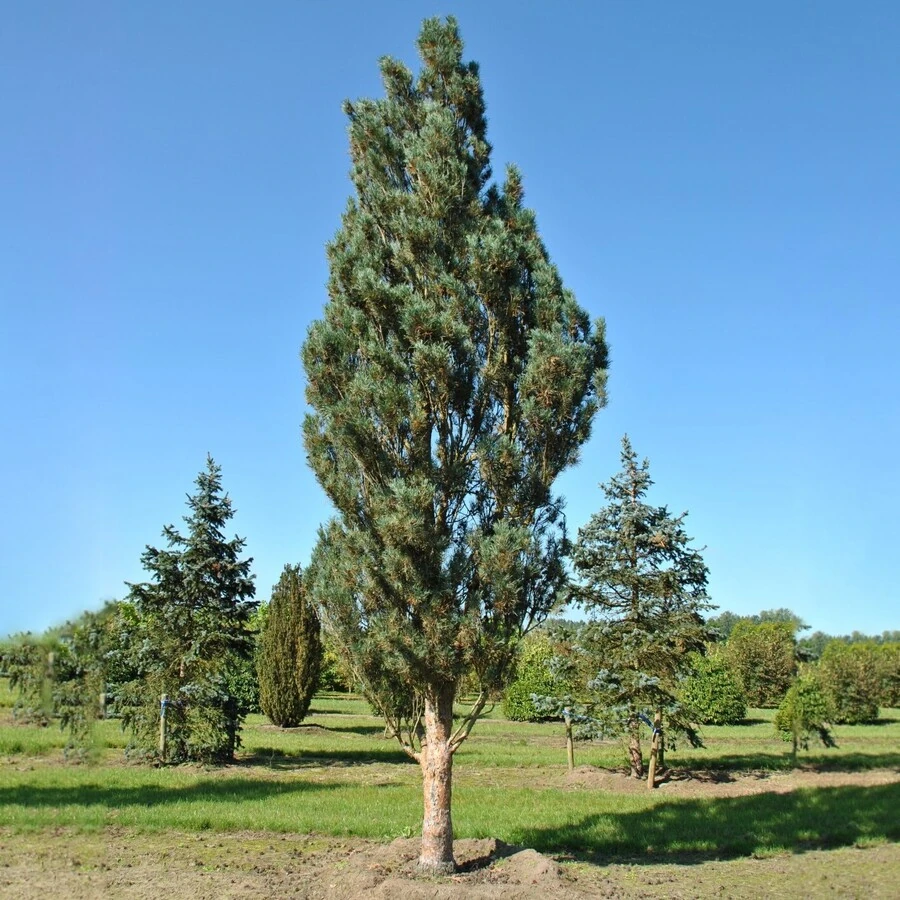 Сосна обыкновенная "Фастигиата" Pinus sylvestris 'Fastigiata'