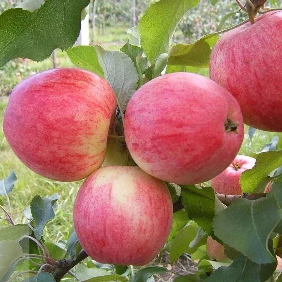 Яблоня "Осеннее полосатое" Malus domestica 'Osennee polosatoe'