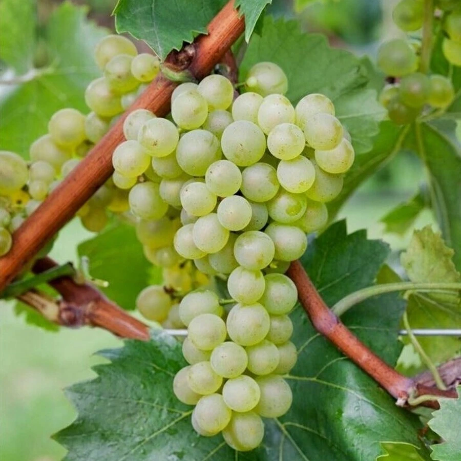 Виноград "Бианка" Vitis vinifera 'Bianca'
