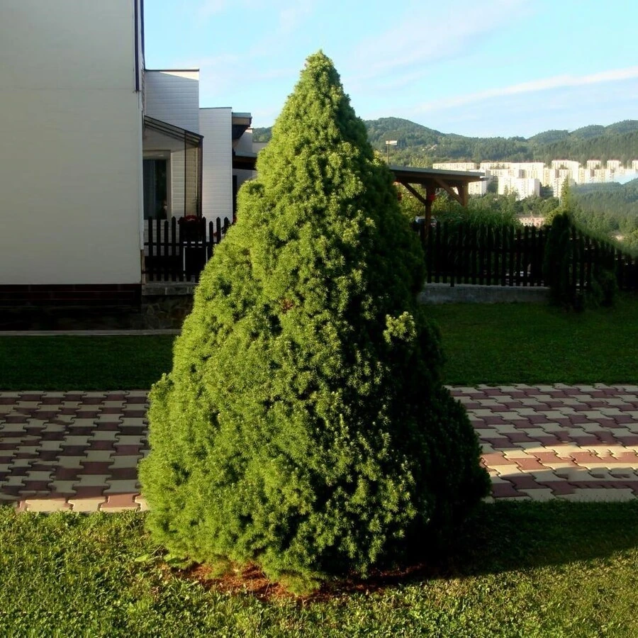 Ель сизая "Коника" Picea glauca 'Conica' 