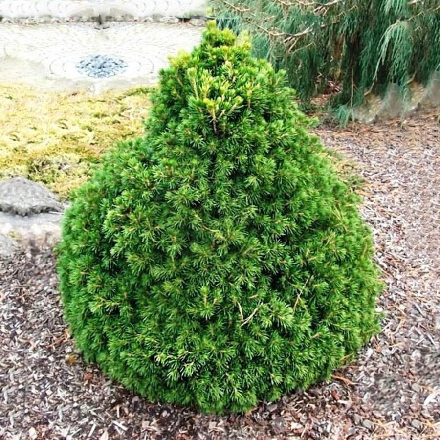 Ель обыкновенная "Томпа" Picea abies 'Tompa'