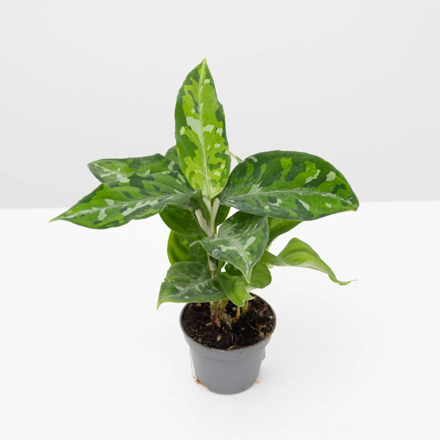 Аглаонема Форест Пинк Aglaonema Forest Pink