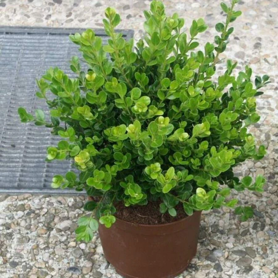 Самшит вечнозеленый  Buxus sempervirens 