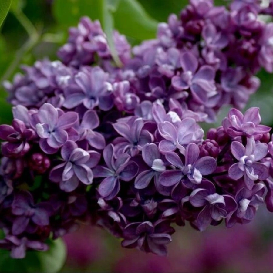 Сирень обыкновенная "Виолетта" Syringa vulgaris "Violetta"