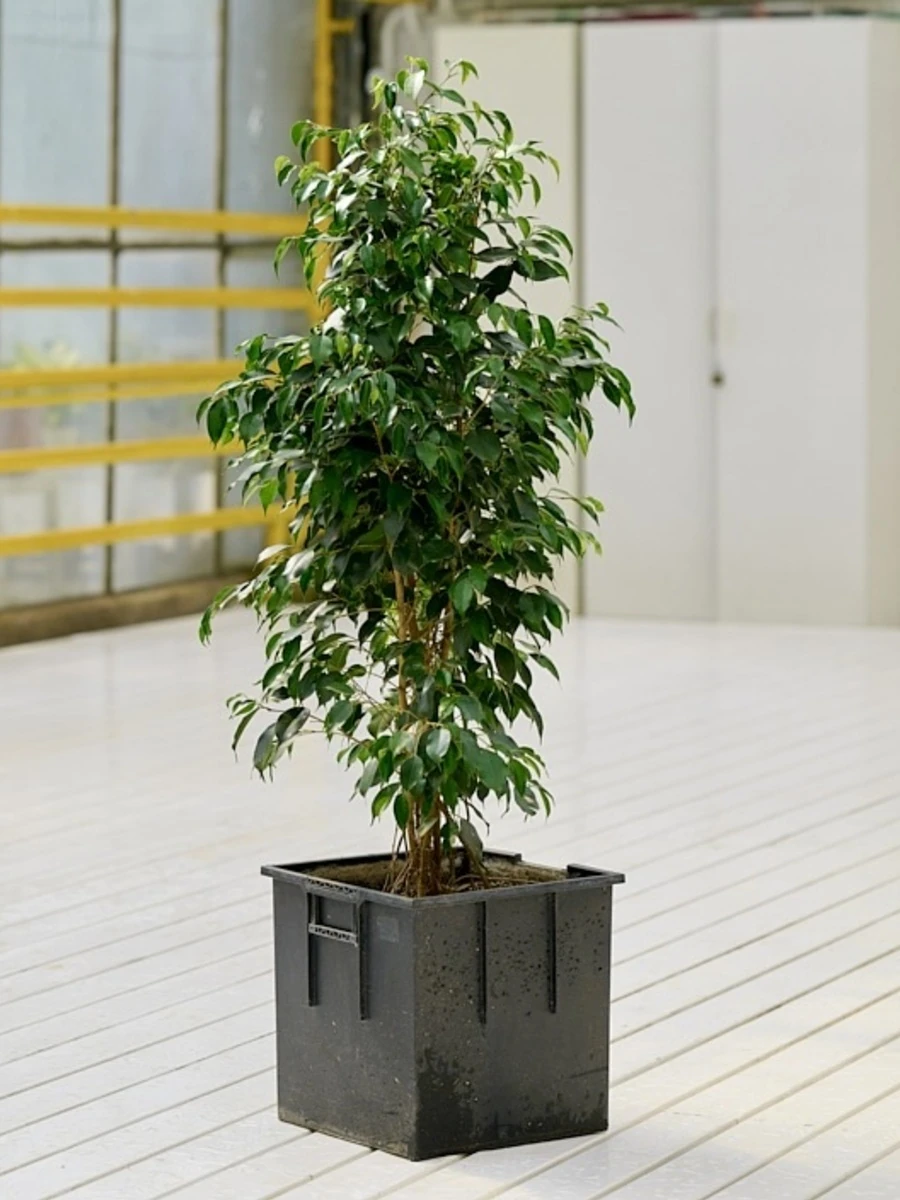 ФИКУС БЕНЖАМИНА ДАНИЭЛЬ, 150-170 см